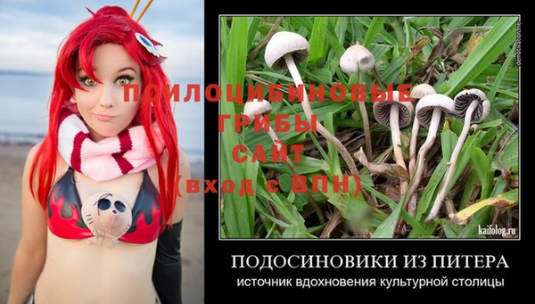 прущие грибы Гусиноозёрск